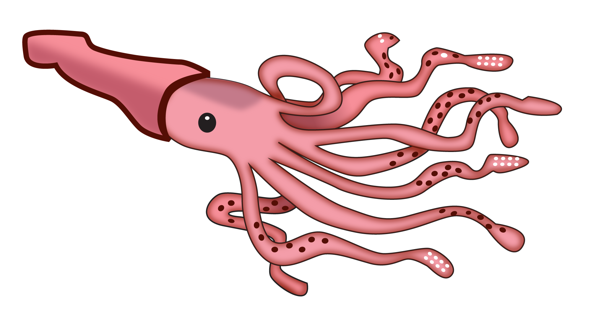 squid